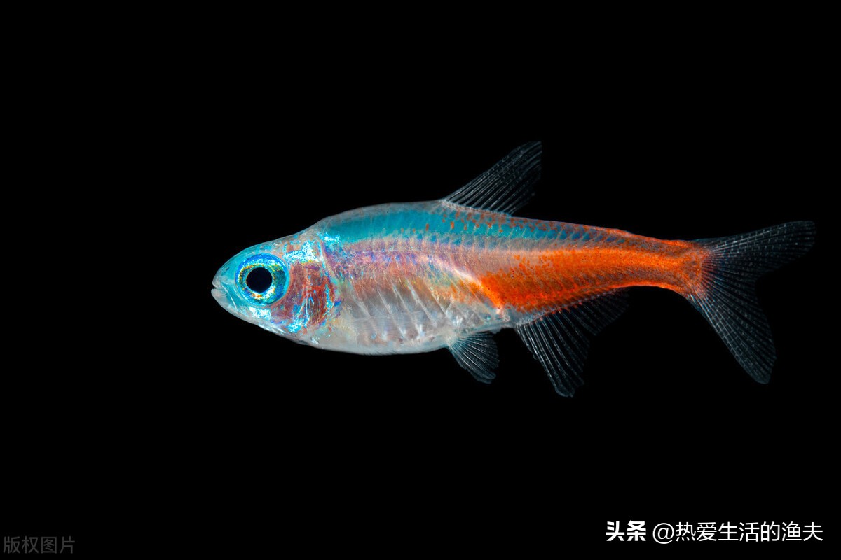 懒人适合养什么体积小观赏鱼,什么小型观赏鱼最适合在大鱼缸养