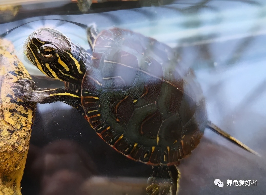 锦龟是不是巴西龟,锦龟简介