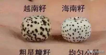 新手星月菩提适合买多大的,星月菩提4大禁忌