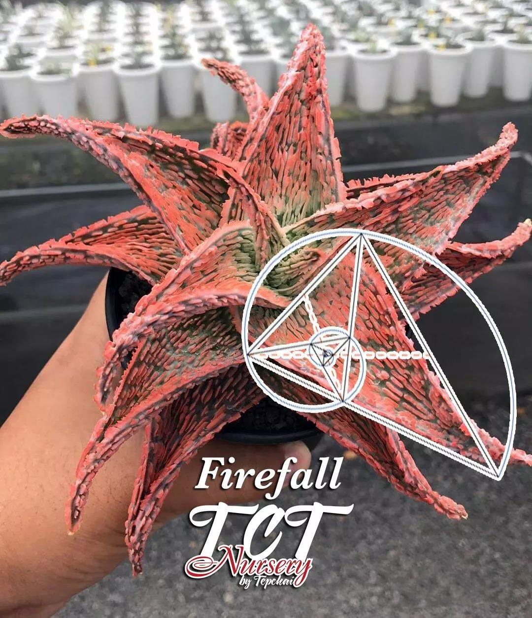 园艺观赏芦荟,园艺芦荟图鉴说明