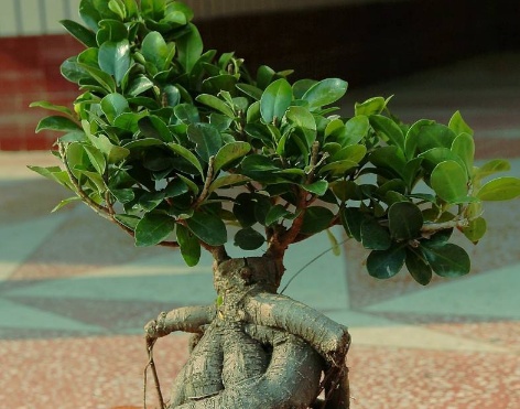 榕树盆景叶子发黄怎么办,榕树叶子发黄有锈斑