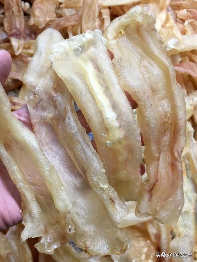 真正的白花鱼胶,白花胶是什么鱼胶