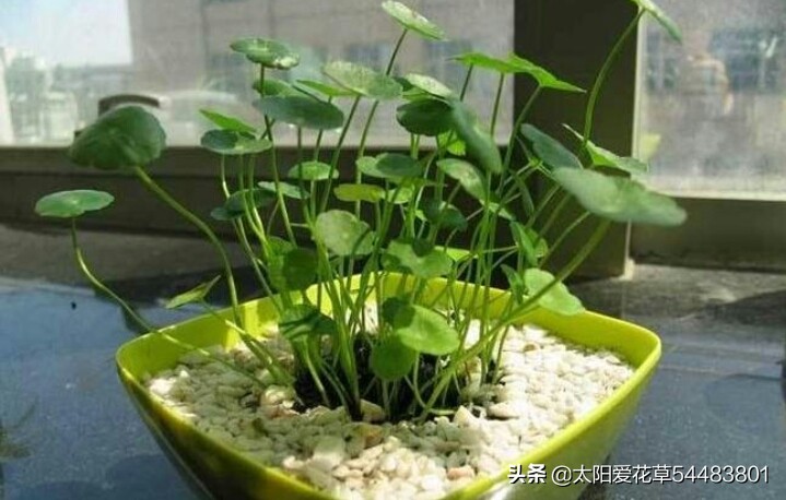 绿植浇什么水又绿又好,绿化植物怎样高效浇水