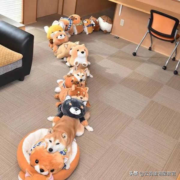 日本一博主给自家的两只柴犬买了几十只玩偶每天上演真实版找不同