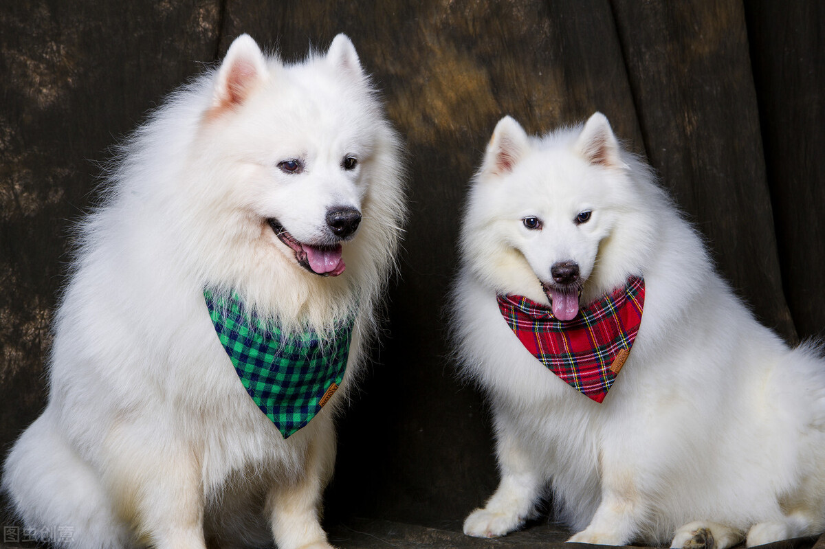 萨摩耶如何挑选喂养以及常见疾病小知识爱它就请花点时间做好功课