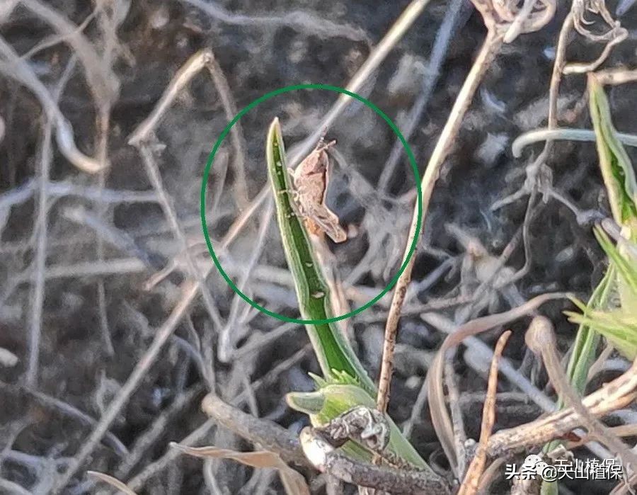 棉花棉铃虫最佳防治时间,棉花虫害防治全过程图
