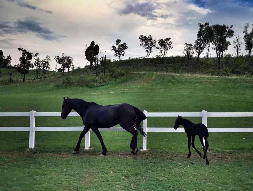 孩子学骑马锻炼哪方面,家长为什么送孩子学骑马