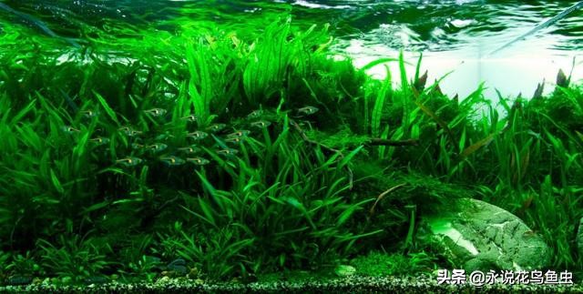 水草基本种植法,生态缸水草种植