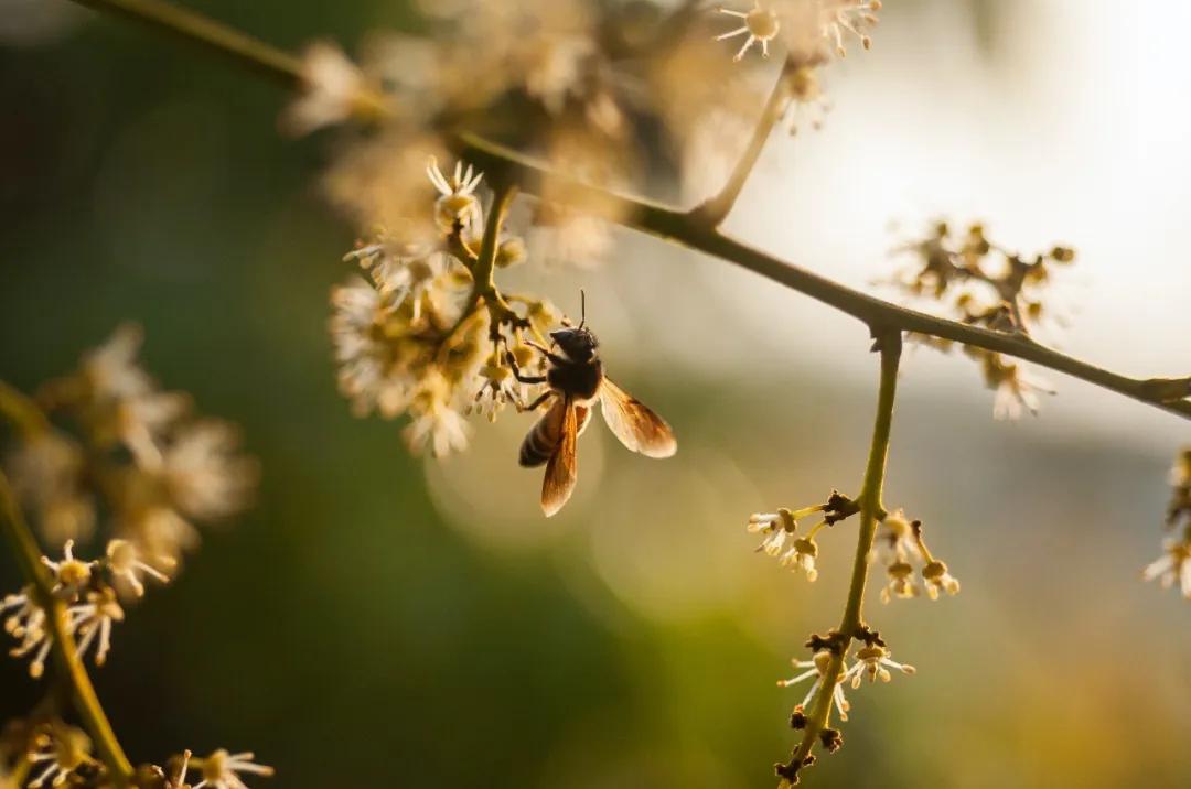 来到海南吃荔枝,到海南吃到的热带水果