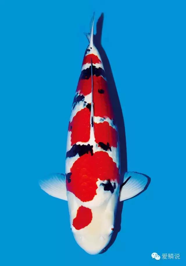 鱼友咨询问题大全,鱼友回答问题