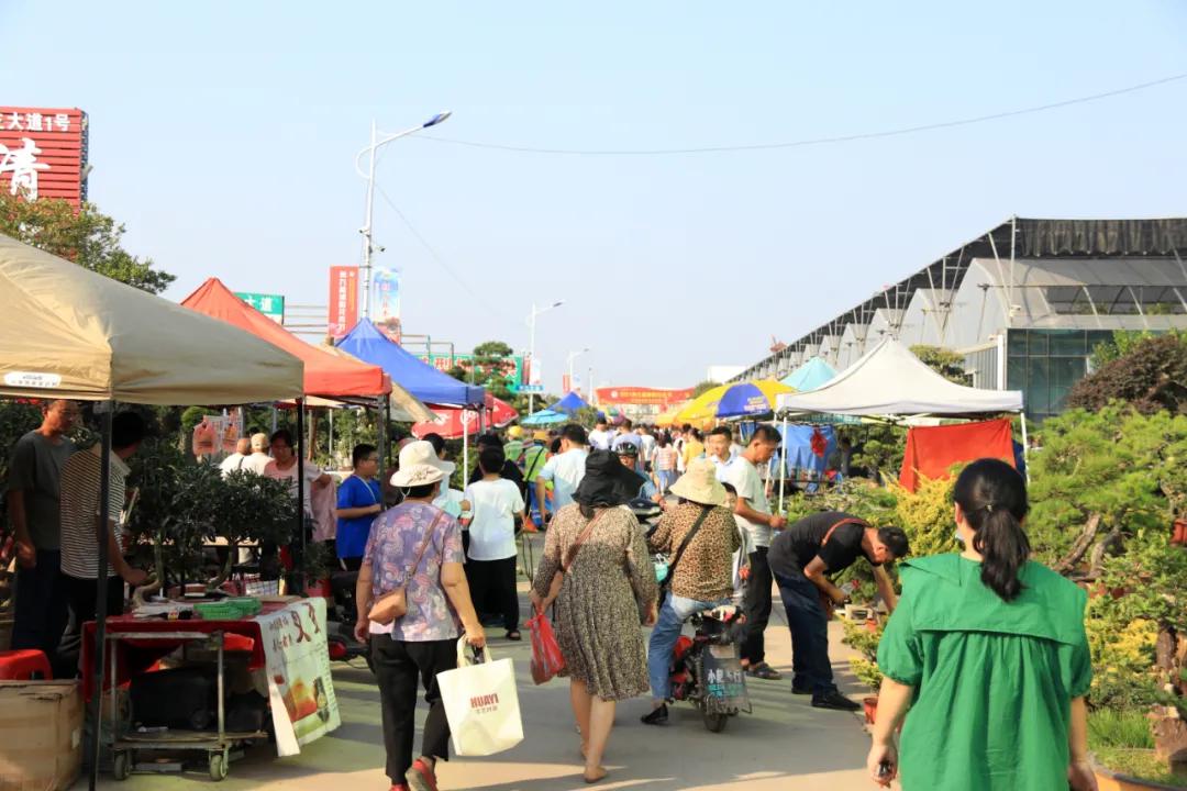 花木盆景活动,秋冬季花木节盆景展