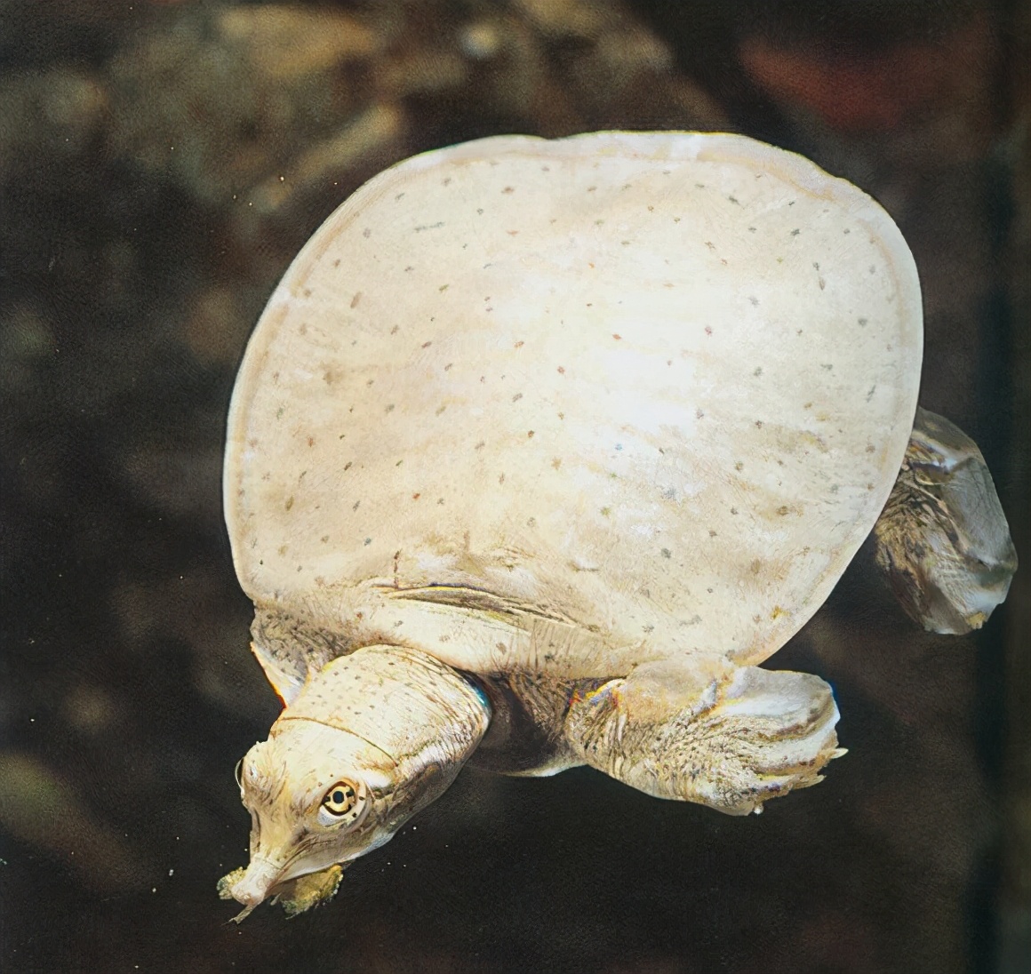 龟类纪录片,龟类图片