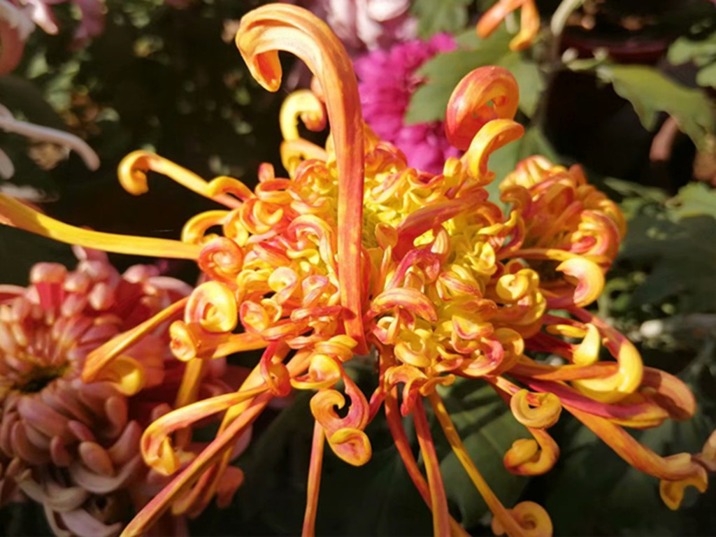 菊花有哪些病虫害及防治,菊花常见病害及治疗方法