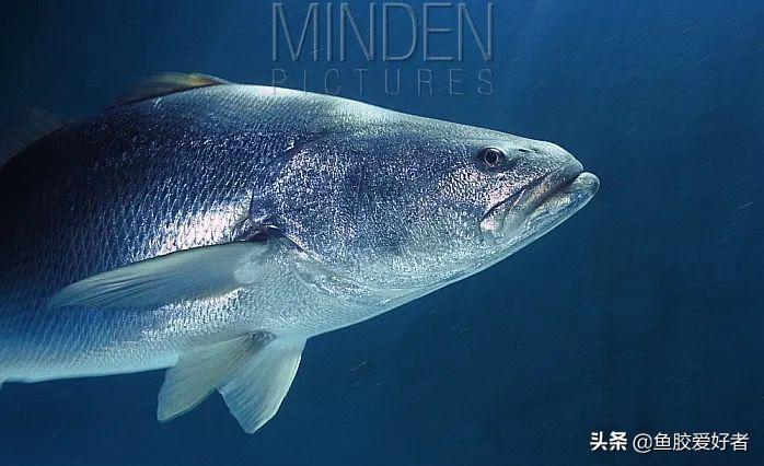 金钱鳘鱼胶行业中有鱼胶之王称号,金钱鳘鱼胶赤嘴鳘鱼胶