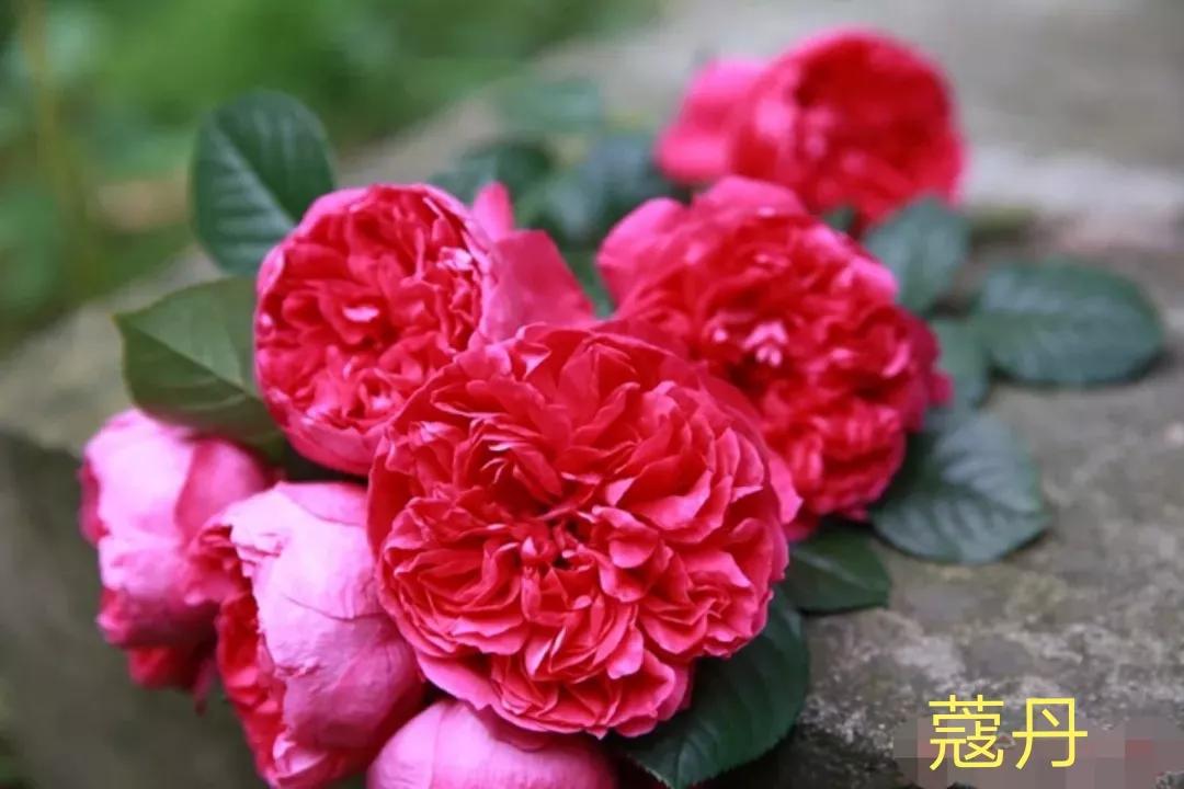 适合做切花的月季品种,十大公认最好切花月季