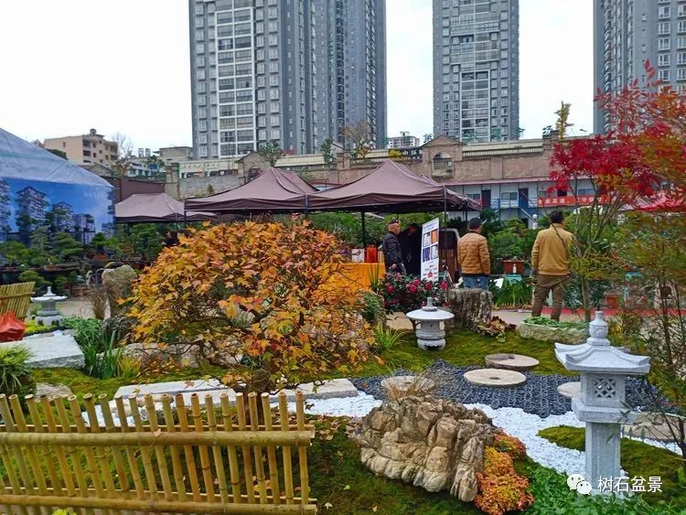 伟大使命复兴中国盆景艺术事业——2019中盆会大事回顾(下篇)