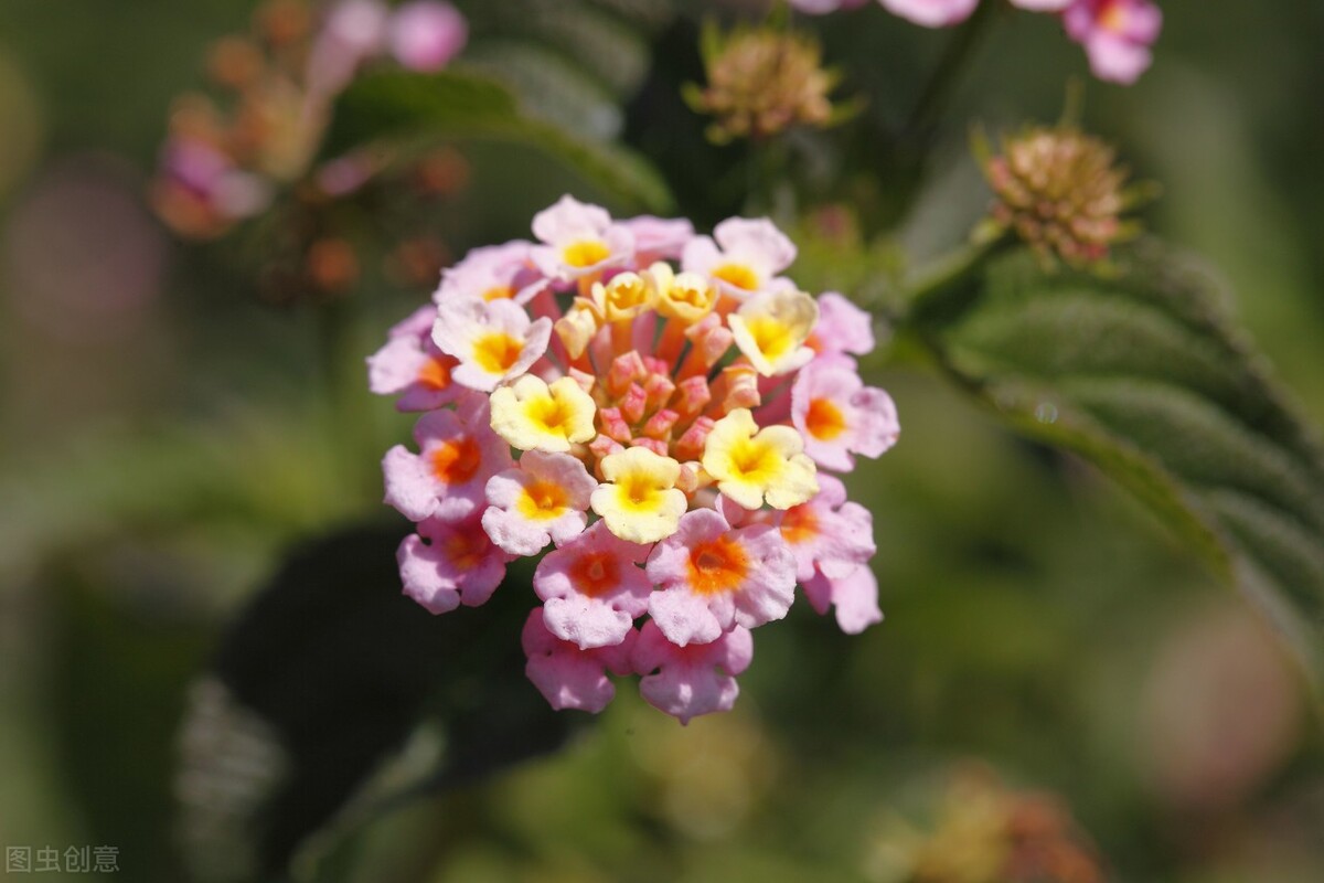 100种常见园林图鉴,列举20类不同的园林花卉