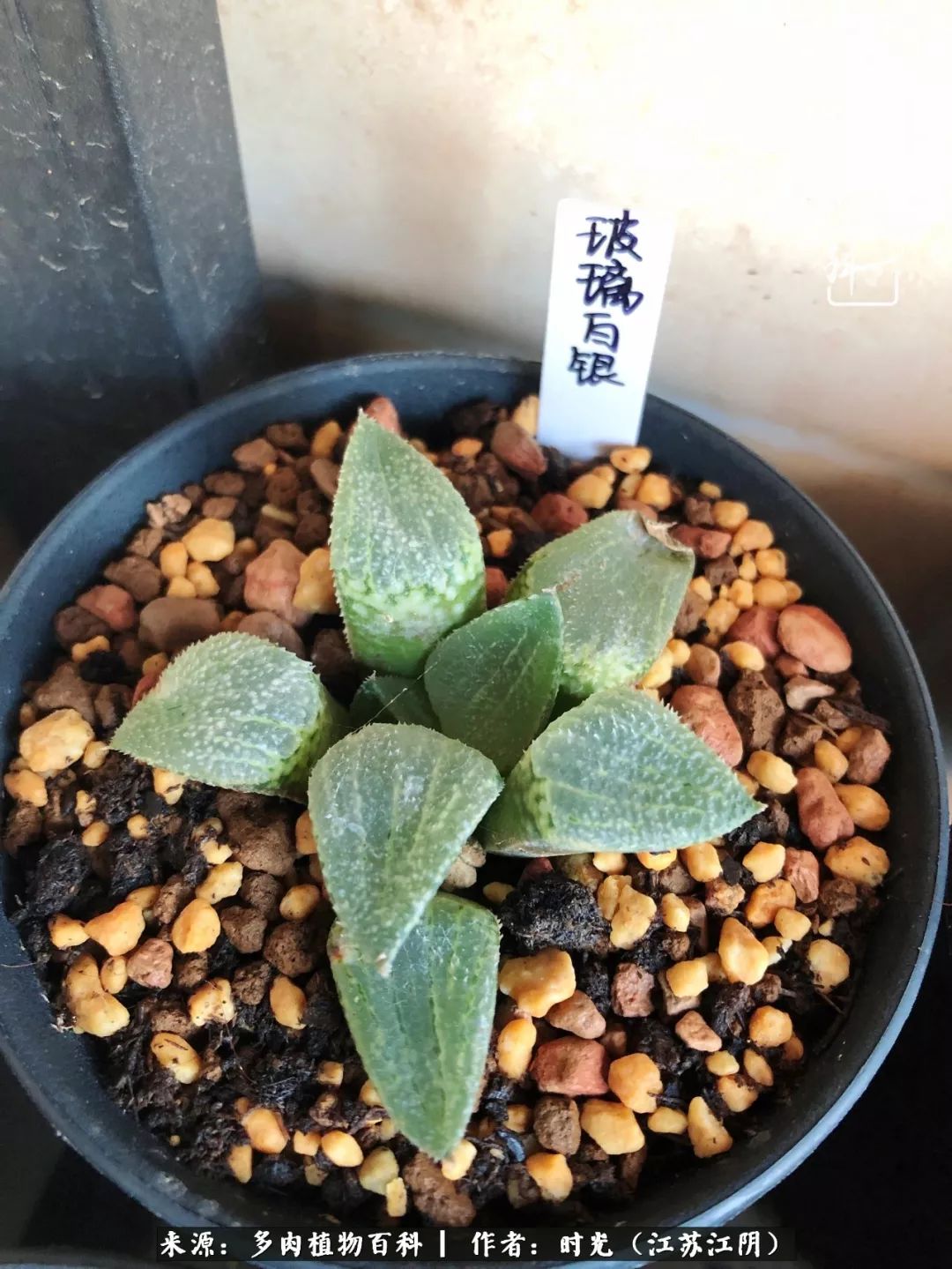 养多肉的人都有一颗善良的心,养多肉植物的人有什么特点