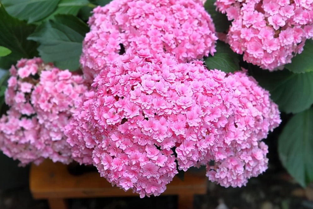 种无尽夏绣球,无尽夏绣球花苗怎么养