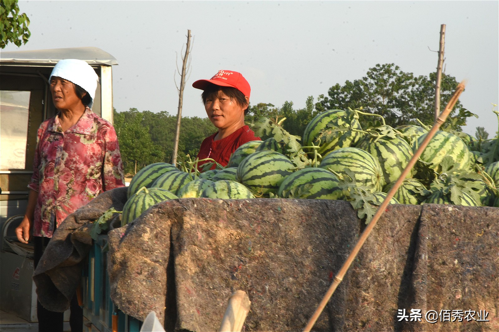 西瓜出售价格,西瓜特价1.5元一斤叫卖