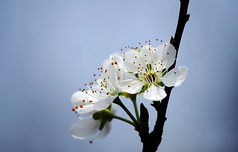 李花的唯美诗句,李花诗词大全100首