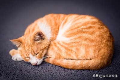 吾皇万岁万万岁,关于喵主子的冷知识,铲屎官们还不进来了解一下