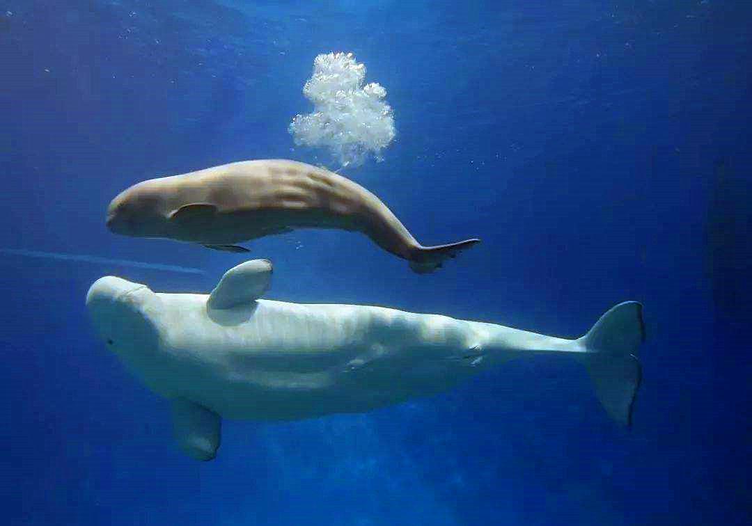 在水里鲸鱼是如何给鲸宝宝哺乳的,鲸是怎么哺乳的