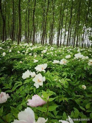 牡丹籽油的价值与作用,最好的油是牡丹籽油吗