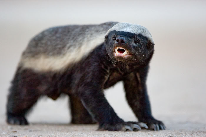 物业都说抓不完!南宁一小区惊现眼镜蛇银环蛇,养猫养狗能防蛇吗