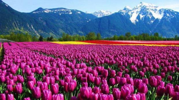 干掉冰箱后，30分钟到手的不仅有鲍鱼、榴莲，还有鲜花和常用药