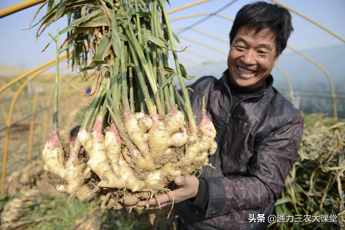 大姜种植技术和管理要点,大姜的种植和管理技术资料