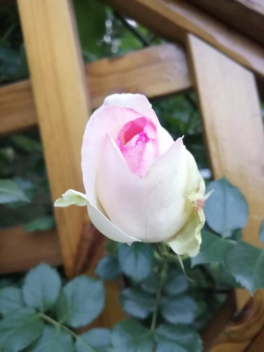 中国诗歌周刊第101期,中国诗歌周刊194期