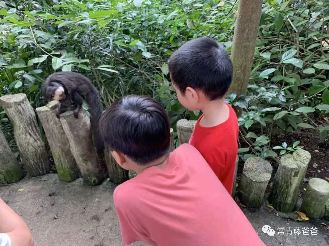 十一新加坡,十一游学新加坡