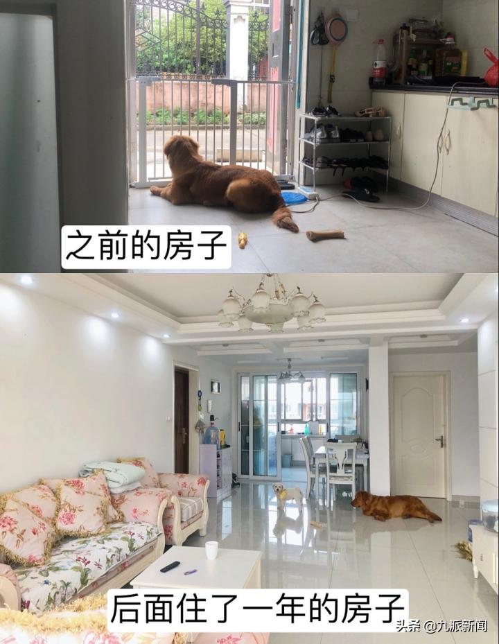 金毛空运改陆运结局,金毛空运转陆运