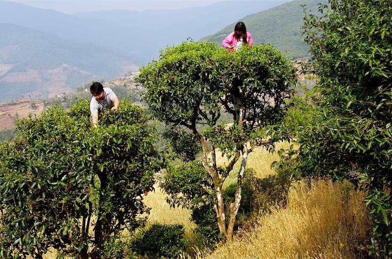 云南普洱茶区六大茶区,普洱茶茶区详细分布图