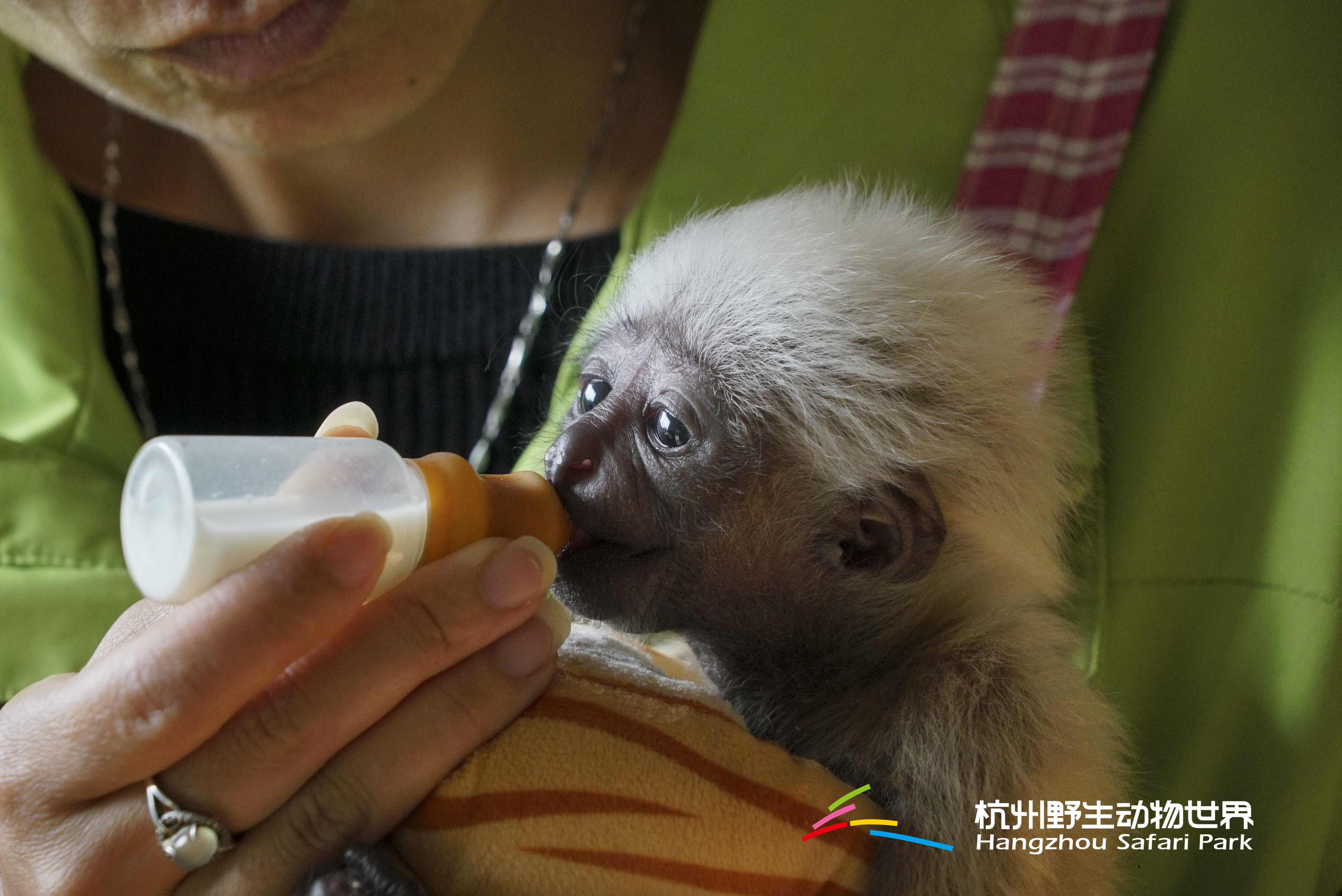 长臂猿女生,长臂猿女孩