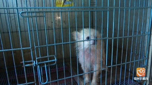 小区养狗太脏了味道臭扰民,车库改造成养狗场