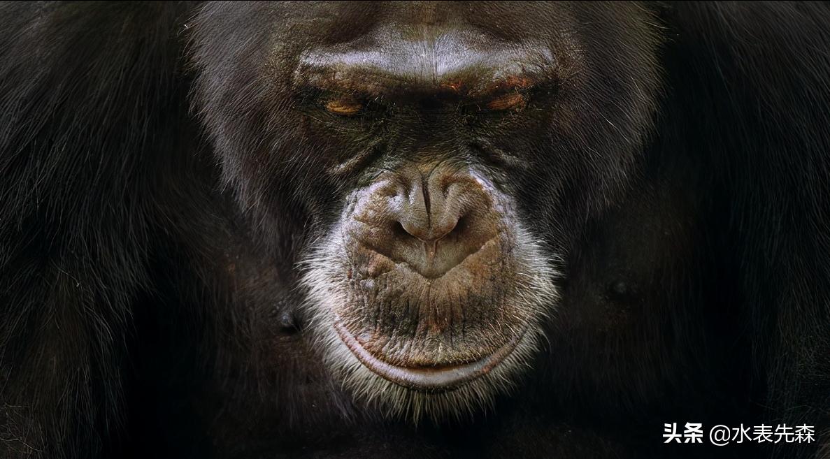 十部必看高分纪录片,十大必看的高分纪录片