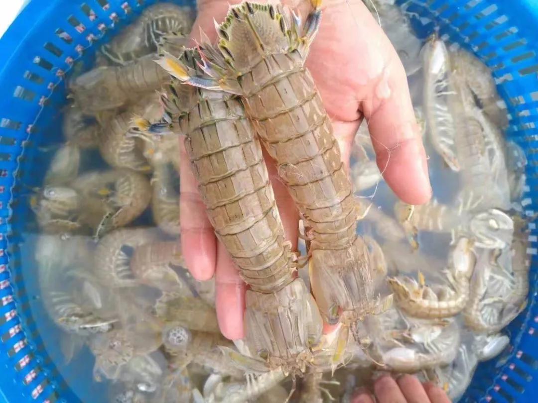 迁安海鲜皮皮虾,迁安皮皮虾