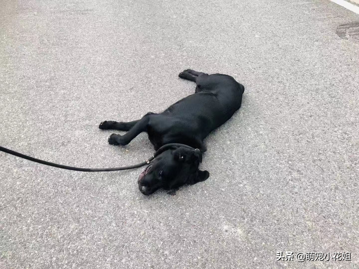 幸运的狗狗却不幸感染血液病，众人为它奔波求医，却没能挽回它