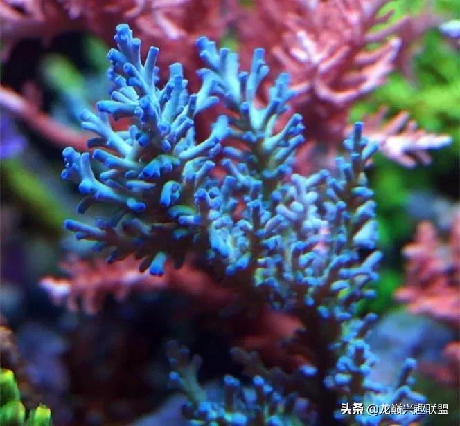 惊cry！90cm海缸竟然饲养77种生物，你敢挑战吗？