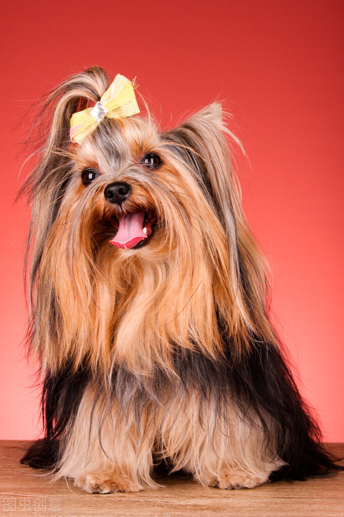 约克夏有没有繁育价值,3分钟热度的人适合养约克夏吗