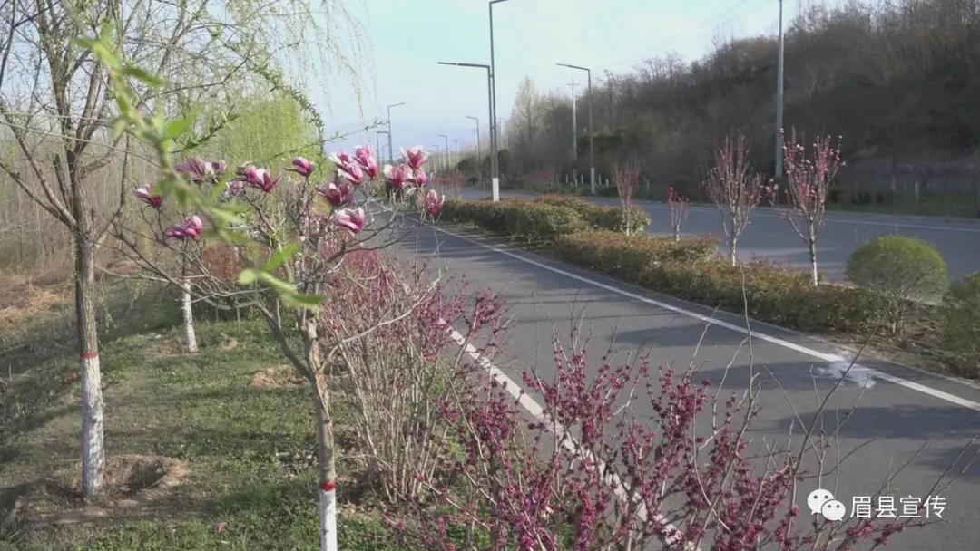 眉县花开的地方,眉县槐芽镇踏青赏花