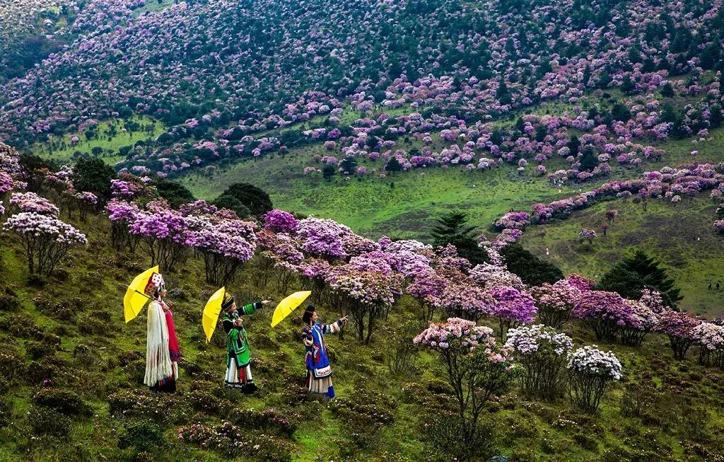 凉山州哪里可以赏花,西昌赏花攻略