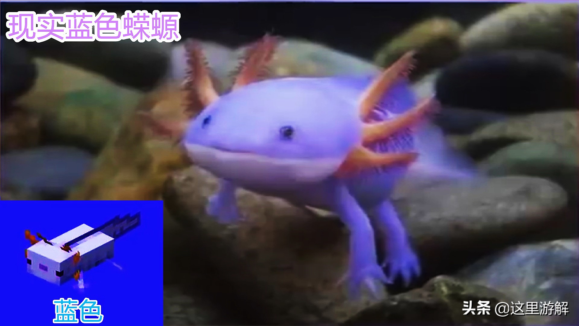 我的世界蝾螈在水里消失了,我的世界真实的蝾螈模组