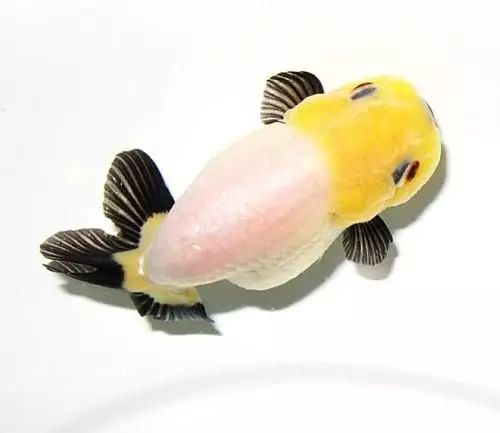 这些五彩斑斓的金鱼养眼又养心,最美的观赏金鱼值得一看