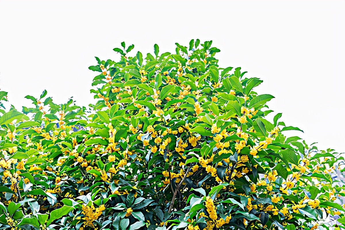 读书莫言蛙,莫言《蛙》