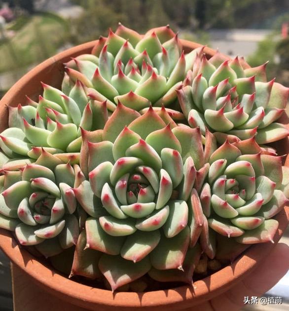 吉娃娃怎么上色,吉娃娃黑白的好还是黑黄的好