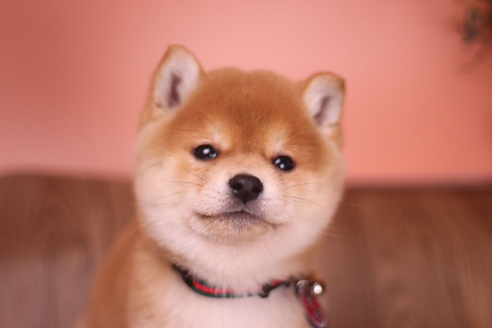 宠物店买到的柴犬你以为捡到便宜了？后期费用更高