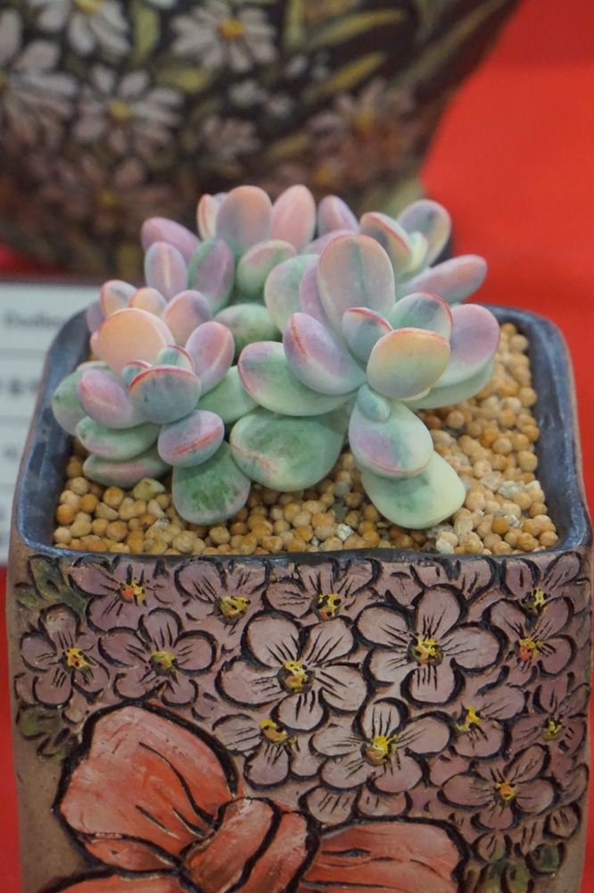 多肉欣赏桃美人,多肉植物欣赏